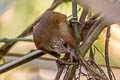 Scaled Spinetail Cranioleuca muelleri