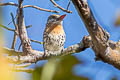 Spot-backed Puffbird Nystalus maculatus