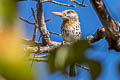 Spot-backed Puffbird Nystalus maculatus