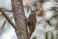 Straight-billed Woodcreeper Dendroplex picus picus