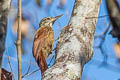 Straight-billed Woodcreeper Dendroplex picus picus