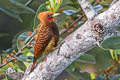 Variable Woodpecker Celeus undatus subcervinus