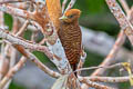 Variable Woodpecker Celeus undatus subcervinus