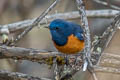 Blue-fronted Redstart Phoenicurus frontalis