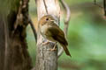 Brown-chested Jungle Flycatcher Cyornis brunneatus