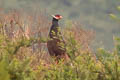 Brown Eared Pheasant Crossoptilon mantchuricum