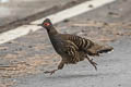 Chestnut-throated Monal-Partridge Tetraophasis obscurus (Verreaux's Monal-Partridge)