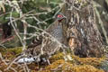 Chestnut-throated Monal-Partridge Tetraophasis obscurus (Verreaux's Monal-Partridge)