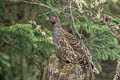 Chestnut-throated Monal-Partridge Tetraophasis obscurus (Verreaux's Monal-Partridge)