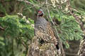 Chestnut-throated Monal-Partridge Tetraophasis obscurus (Verreaux's Monal-Partridge)