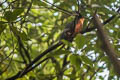 Chestnut-winged Cuckoo Clamator coromandus
