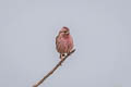 Chinese Beautiful Rosefinch davidianus