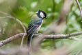 Japanese Tit Parus cinereus commixtus