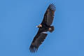 Cinereous Vulture Aegypius monachus (Monk Vulture, Eurasian Black Vulture)