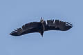 Cinereous Vulture Aegypius monachus (Monk Vulture, Eurasian Black Vulture)