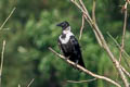 Collared Crow Corvus torquatus