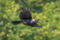 Collared Crow Corvus torquatus