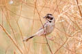 Common Reed Bunting Emberiza schoeniclus pyrrhulina