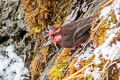 Dark-breasted Rosefinch Procarduelis nipalensis nipalensis