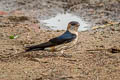 Eastern Red-rumped Swallow Cecropis daurica daurica