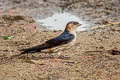 Eastern Red-rumped Swallow Cecropis daurica daurica