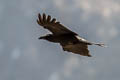 Eastern Jungle Crow Corvus levaillantii