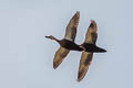 Eastern Spot-billed Duck Anas zonorhyncha