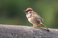 Eurasian Tree Sparrow Passer montanus saturatus