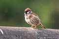 Eurasian Tree Sparrow Passer montanus saturatus