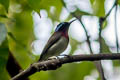 Fork-tailed Sunbird Aethopyga christinae latouchii