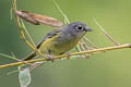 Green Shrike-babbler Pteruthius xanthochlorus pallidus