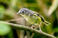 Green Shrike-babbler Pteruthius xanthochlorus pallidus