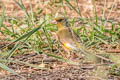 Grey-capped Greenfinch Chloris sinica sinica (Oriental Greenfinch)