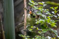 Grey-headed Parrotbill Paradoxornis gularis fokiensis