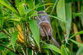 Grey-hooded Parrotbill Suthora  zappeyi zappeyi