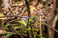 Grey-sided Scimitar Babbler Erythrogenys swinhoei