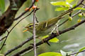 Hartert's Leaf Warbler Phylloscopus goodsoni fokiensis