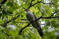 Himalayan Cuckoo Cuculus saturatus