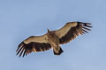 Himalayan Vulture Gyps himalayensis (Himalayan Griffon)