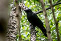 Large-billed Crow Corvus macrorhynchos colonorum