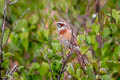 Meadow Bunting Emberiza cioides castaneiceps