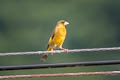 Oriental Greenfinch Chloris sinica sinica