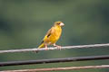 Oriental Greenfinch Chloris sinica sinica