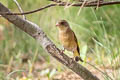 Oriental Greenfinch Chloris sinica sinica