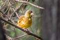 Oriental Greenfinch Chloris sinica sinica