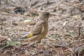 Oriental Greenfinch Chloris sinica sinica