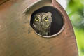 Oriental Scops Owl Otus sunia stictonotus 