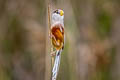 Reed Parrotbill Paradoxornis heudei heudei