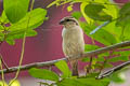 Russet Sparrow Passer cinnamomeus rutilans (Cinnamon Sparrow)