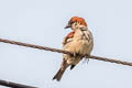 Russet Sparrow Passer cinnamomeus rutilans (Cinnamon Sparrow)